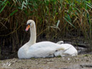 Swan – Łabędz